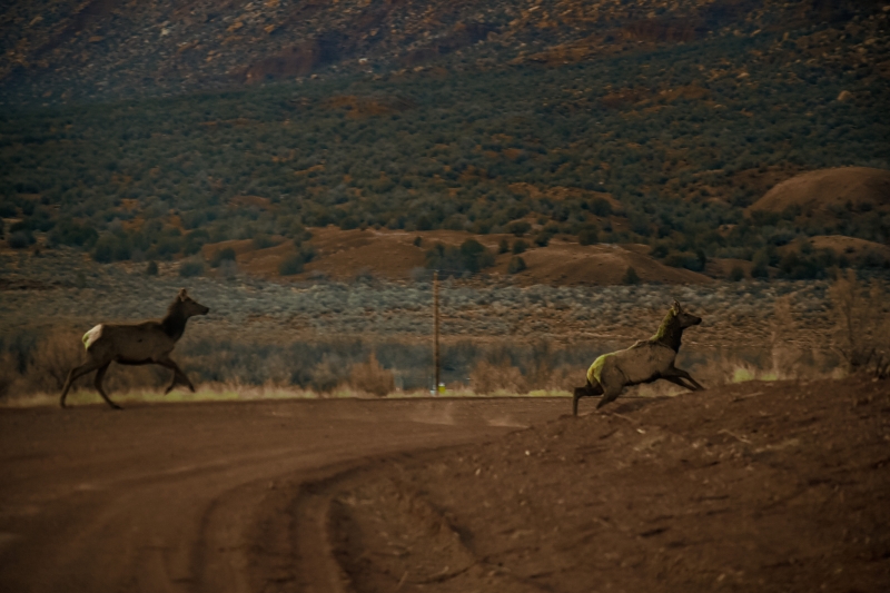 Colorado Wildlife by artist Nick Chalhoub
